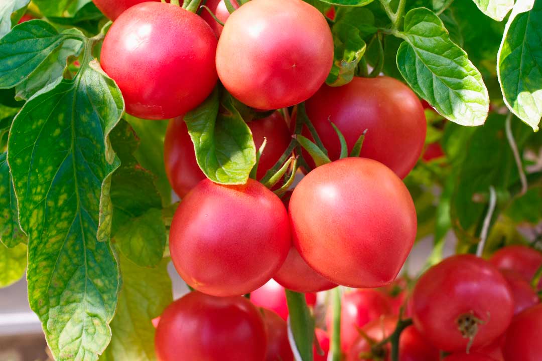 Герцогиня-вкуса-2.jpg