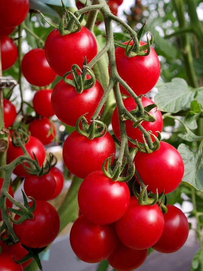 Партнер Томат ЗИМНЯЯ ВИШНЯ F1 ^(10шт) 2-ной пак, изображение 1