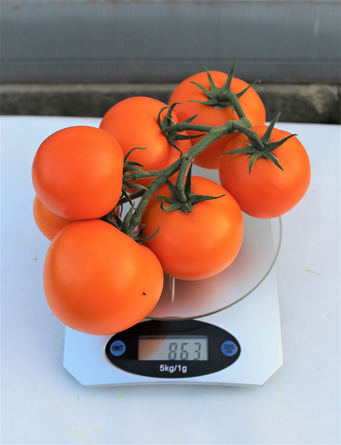 Партнер Томат АНВАР F1 ^(5шт) 2-ной пак, изображение 2