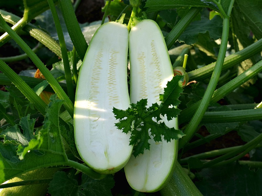 Партнер Кабачок ГЕНРИ F1 ^(5шт), изображение 3