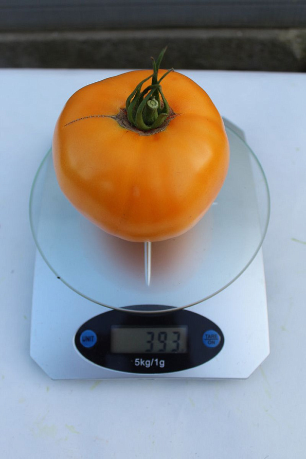 Партнер Томат ЗОЛОТОЙ ОРФЕЙ ^(0,05г) 2-ной пак, изображение 3