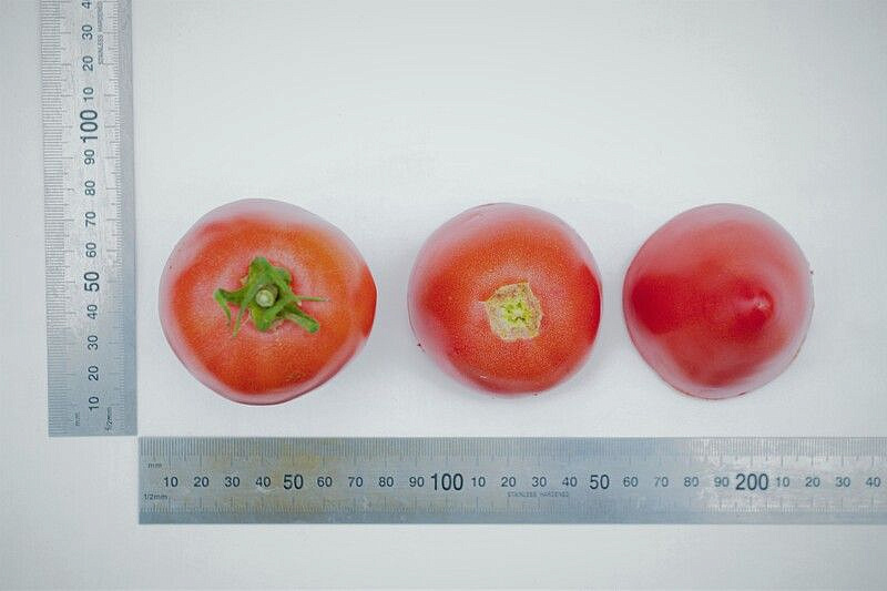 Партнер Томат ФУКС F1 ^(10шт) 2-ной пак, изображение 4