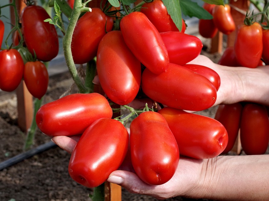 Партнер Томат АГАФЬЯ F1 ^(0,1г), изображение 1