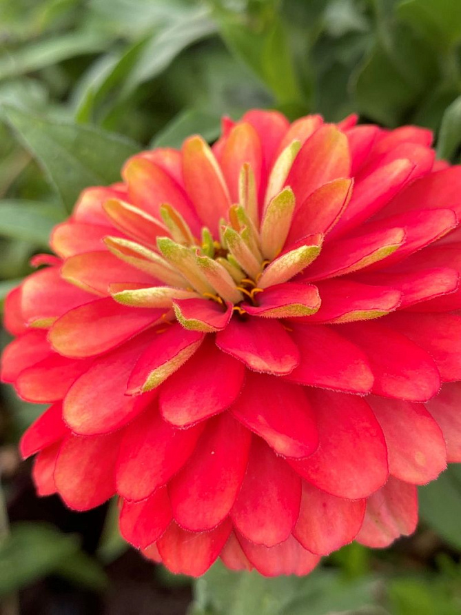 Партнер Цинния АБРИКОСОВЫЙ ДЖЕМ / мариландская махровая ^(5шт), изображение 3